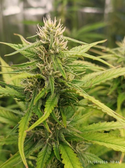 Amnesia Dream xl Auto KANNABIA. Week 7