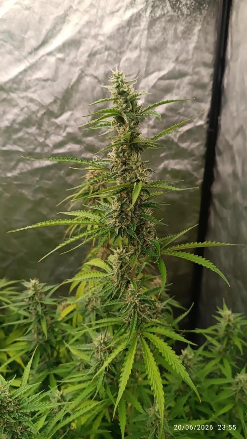 pinapple pulse auro. Week 7
