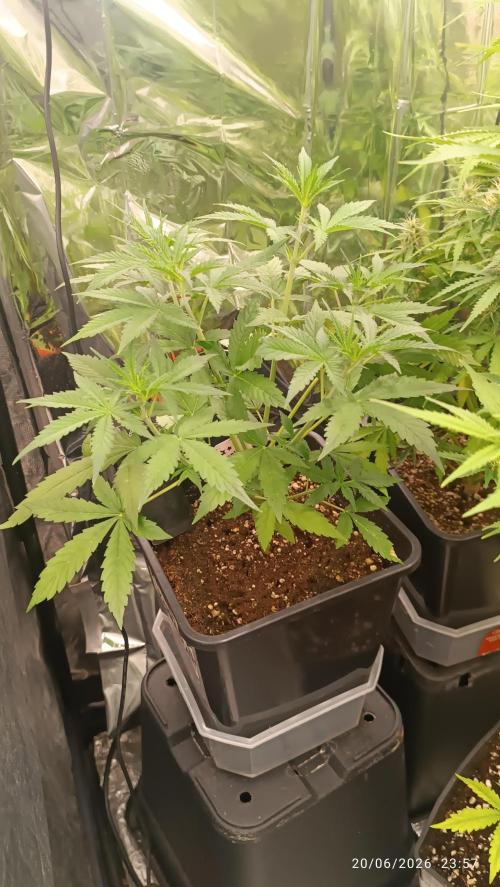 runtz KANNABIA. Week 4
