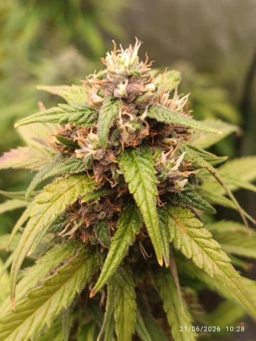 Strawberry 🍓 gorilla 🦍  auto RF 3. Week 8
