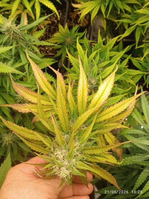 Strawberry 🍓 gorilla 🦍  auto RF 3. Week 8