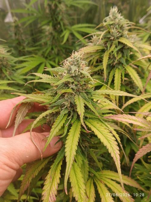 Strawberry 🍓 gorilla 🦍  auto RF 3. Week 8
