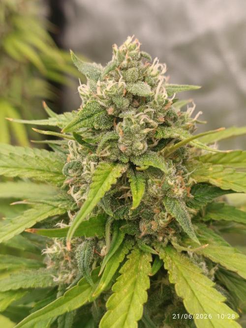 Strawberry 🍓 gorilla 🦍  auto RF 3. Week 8