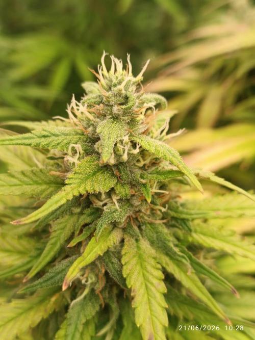 Strawberry 🍓 gorilla 🦍  auto RF 3. Week 8
