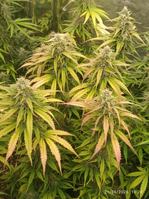 Strawberry 🍓 gorilla 🦍  auto RF 3. Week 8