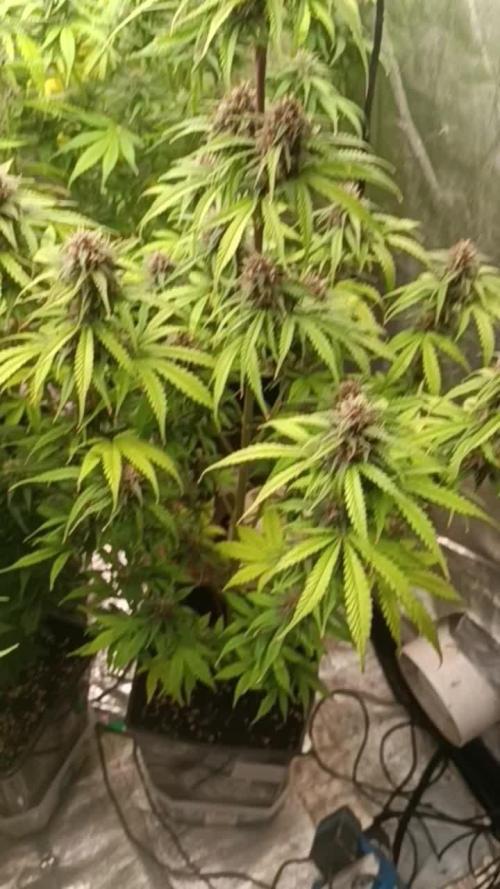 Strawberry 🍓 gorilla 🦍 auto RF 3