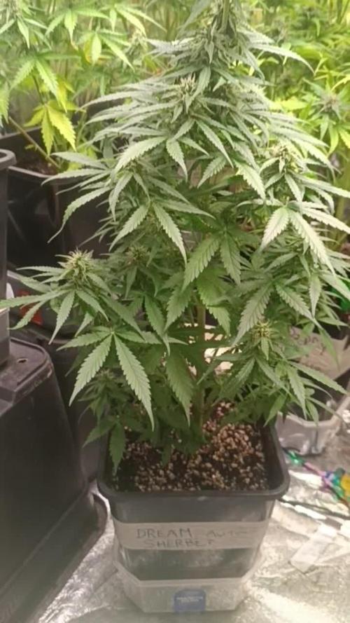 Amnesia Dream xl Auto KANNABIA