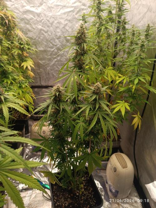 Amnesia Dream xl Auto KANNABIA. Week 7