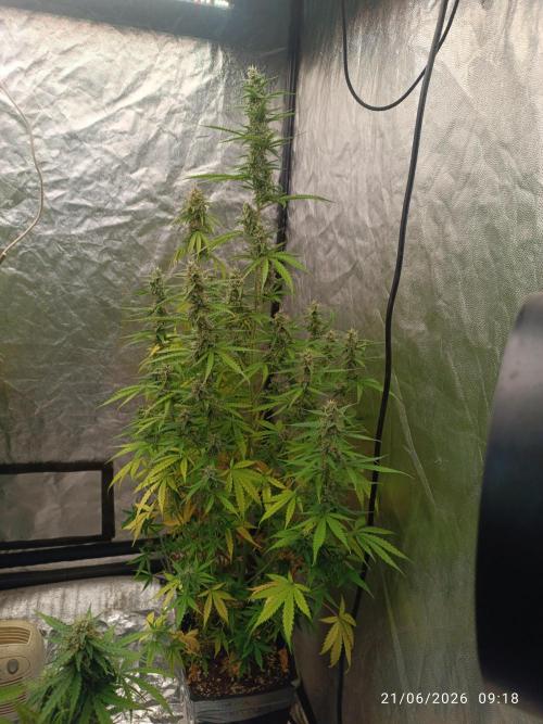 Amnesia Dream XL Auto. Week 7