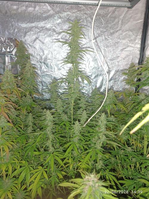 pinapple pulse auro. Week 7