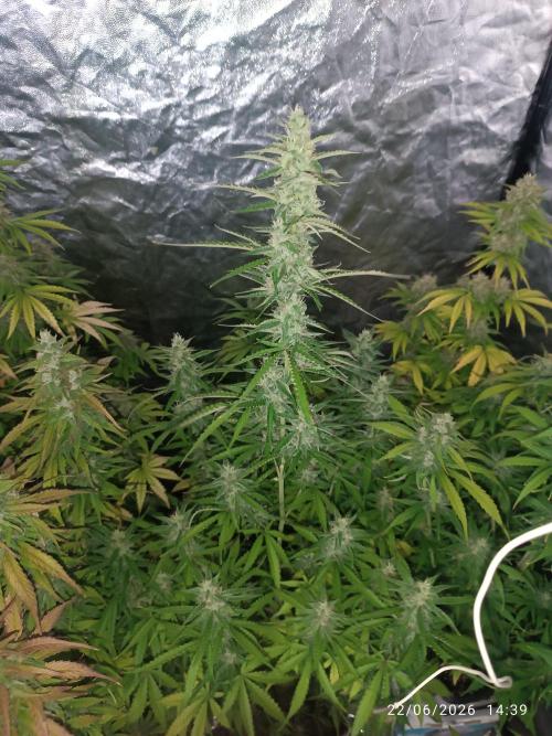 Pineapple Pulse Auto. Week 7