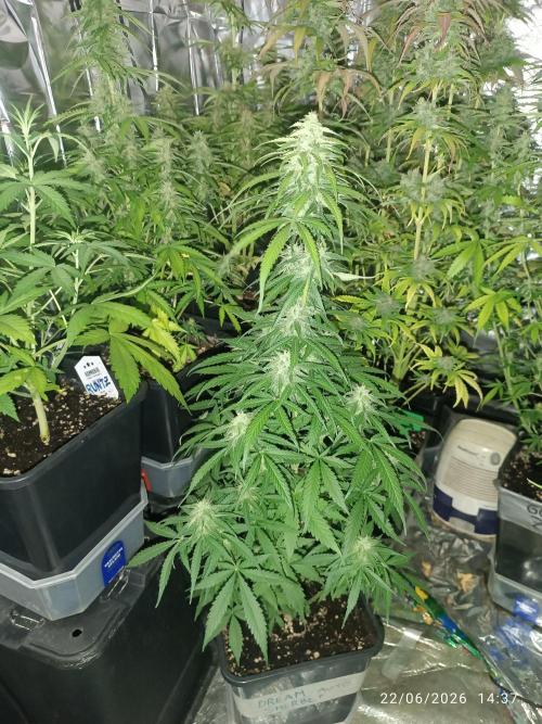dream Sherbet KANNABIA. Week 7