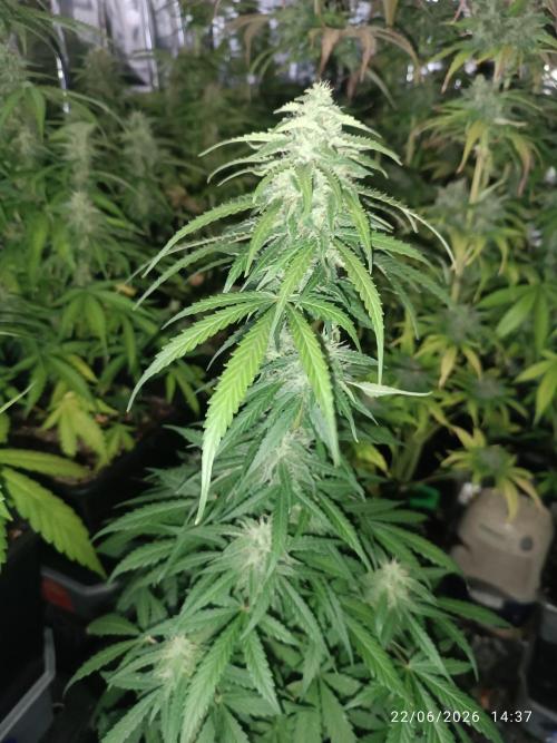 dream Sherbet KANNABIA. Week 7