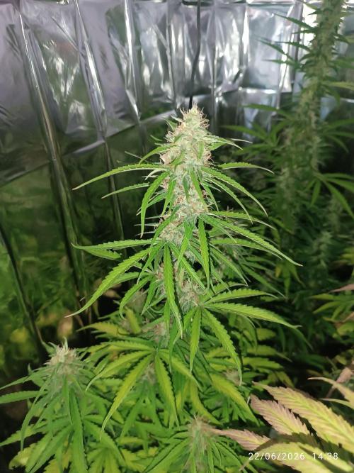 dream Sherbet KANNABIA. Week 7
