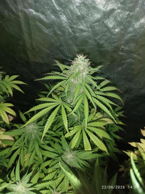 Amnesia Dream xl Auto KANNABIA. Week 7