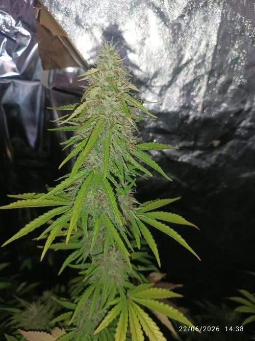 Amnesia Dream xl Auto KANNABIA. Week 7