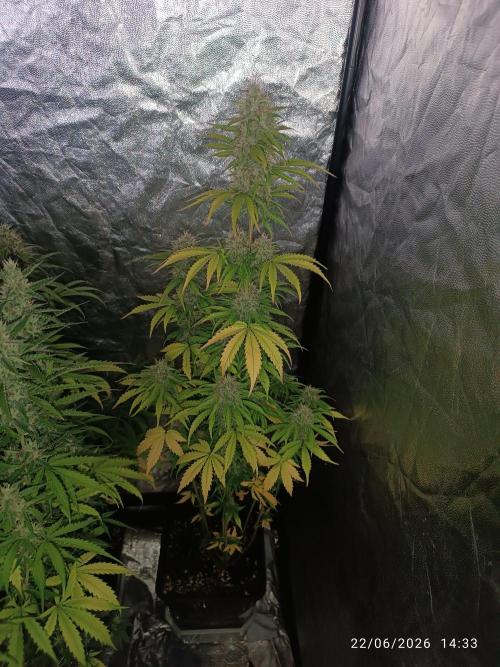 Amnesia Dream xl Auto KANNABIA. Week 7