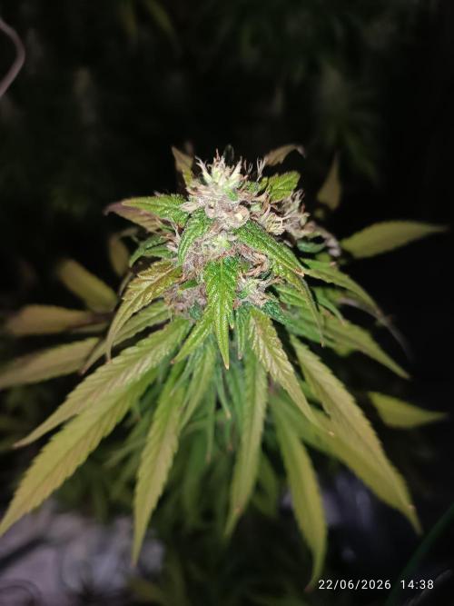 Strawberry 🍓 gorilla 🦍  auto RF 3. Week 7