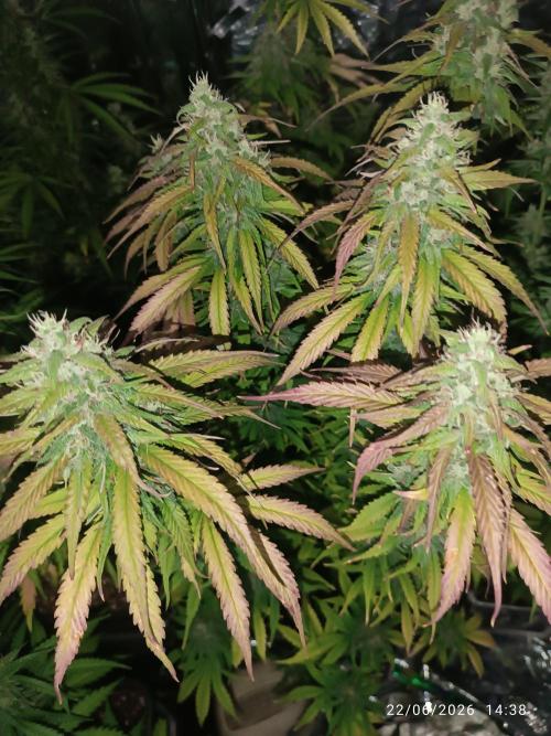 Strawberry 🍓 gorilla 🦍  auto RF 3. Week 7