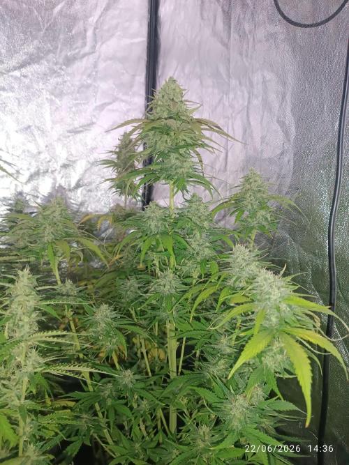 Strawberry 🍓 gorilla 🦍  auto RF 3. Week 7