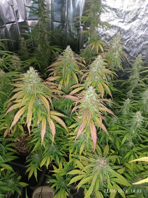 Strawberry 🍓 gorilla 🦍  auto RF 3. Week 7