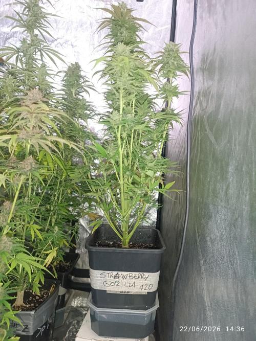 Strawberry 🍓 gorilla 🦍  auto RF 3. Week 7