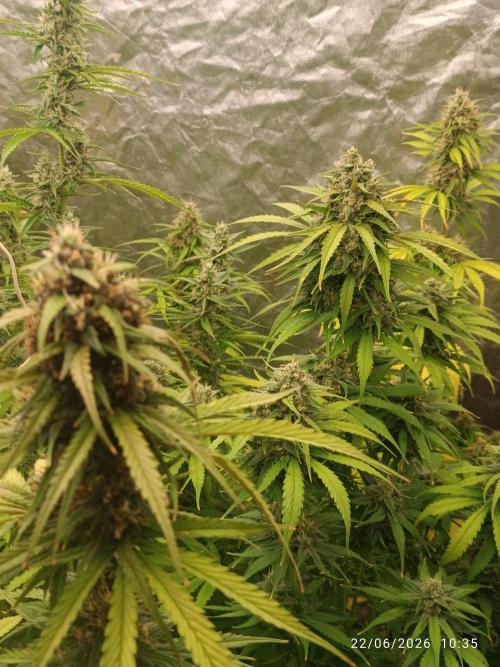 Strawberry 🍓 gorilla 🦍  auto RF 3. Week 7