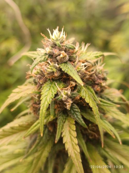 Strawberry 🍓 gorilla 🦍  auto RF 3. Week 7