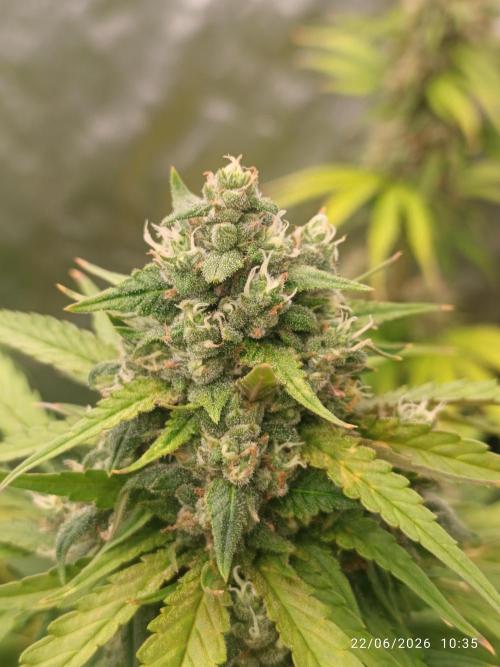 Strawberry 🍓 gorilla 🦍  auto RF 3. Week 7