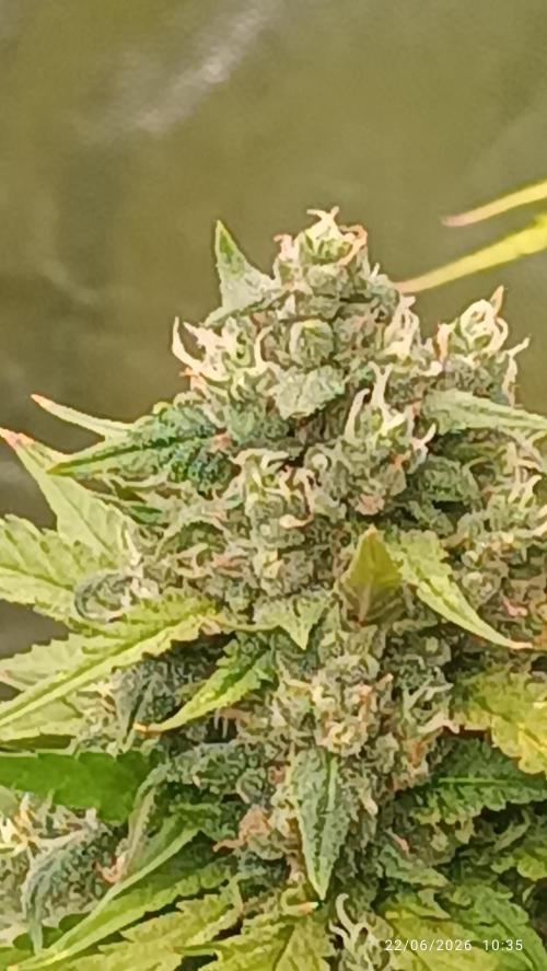 Strawberry 🍓 gorilla 🦍  auto RF 3. Week 7