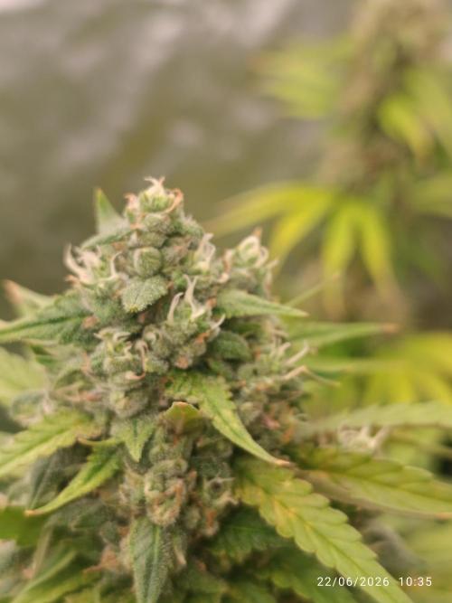 Strawberry 🍓 gorilla 🦍  auto RF 3. Week 7
