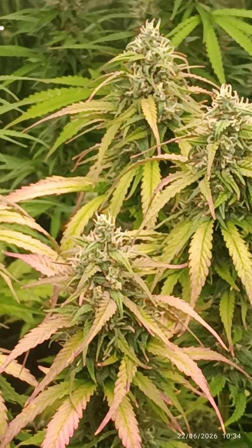 Strawberry 🍓 gorilla 🦍  auto RF 3. Week 7