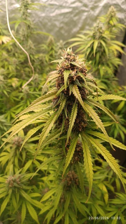 Strawberry 🍓 gorilla 🦍  auto RF 3. Week 7