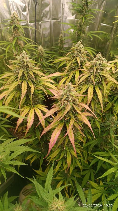 Strawberry 🍓 gorilla 🦍  auto RF 3. Week 7