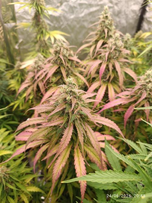 Strawberry 🍓 gorilla 🦍  auto RF 3. Week 9