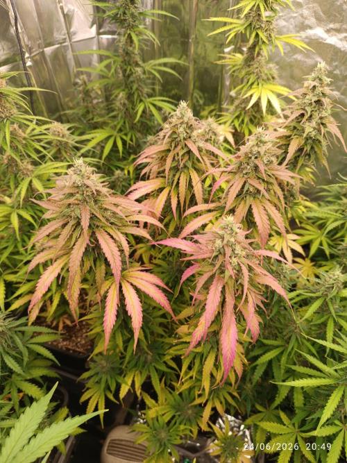 Strawberry 🍓 gorilla 🦍  auto RF 3. Week 9