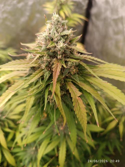 Strawberry 🍓 gorilla 🦍  auto RF 3. Week 9