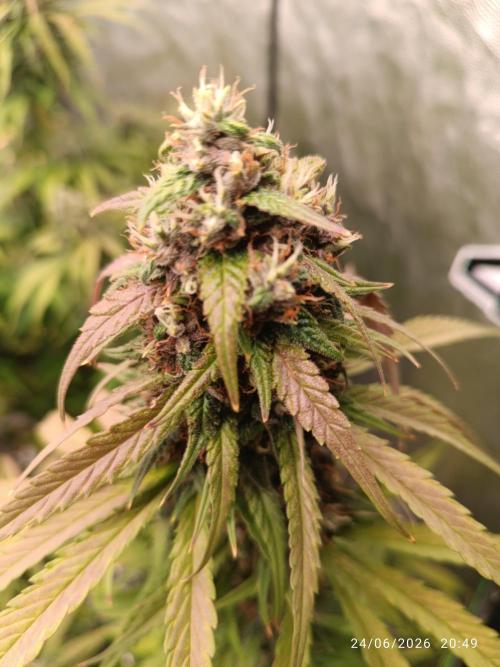 Strawberry 🍓 gorilla 🦍  auto RF 3. Week 9