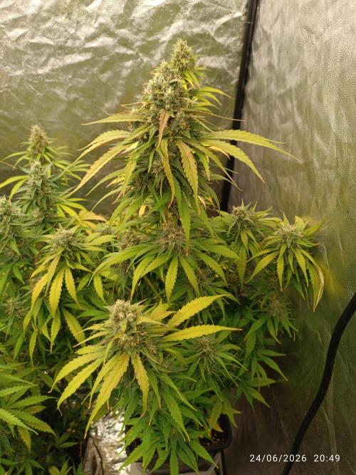 Strawberry 🍓 gorilla 🦍  auto RF 3. Week 9