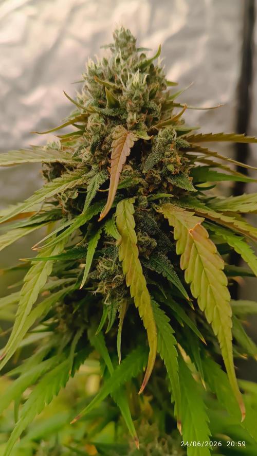 Strawberry 🍓 gorilla 🦍  auto RF 3. Week 9