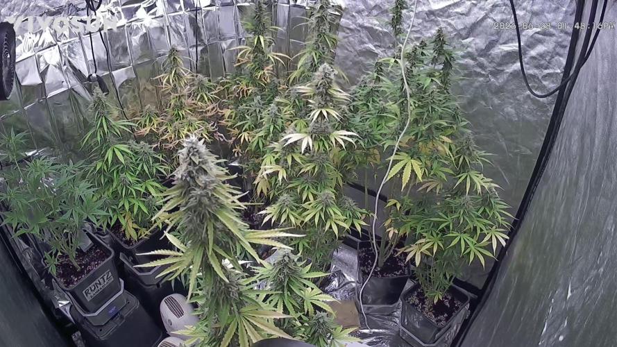 Amnesia Dream xl Auto KANNABIA. Week 8