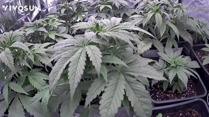 Amnesia Dream xl Auto KANNABIA