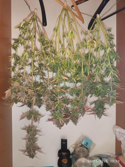 Strawberry 🍓 gorilla 🦍  auto RF 3. Week 10