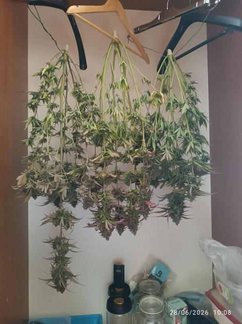 Strawberry 🍓 gorilla 🦍  auto RF 3. Week 10