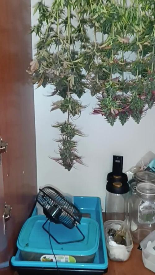 Strawberry 🍓 gorilla 🦍  auto RF 3