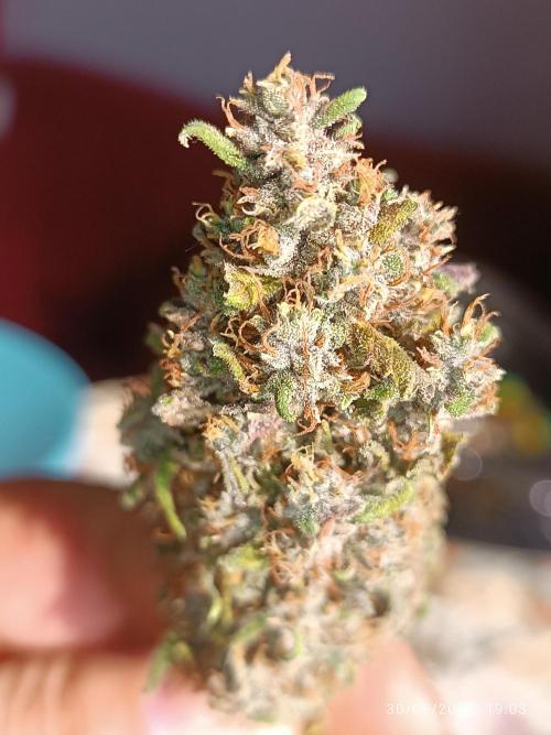 Strawberry 🍓 gorilla 🦍  auto RF 3. Week 10