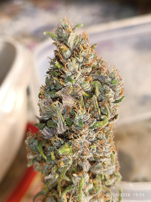 Strawberry 🍓 gorilla 🦍  auto RF 3. Week 10