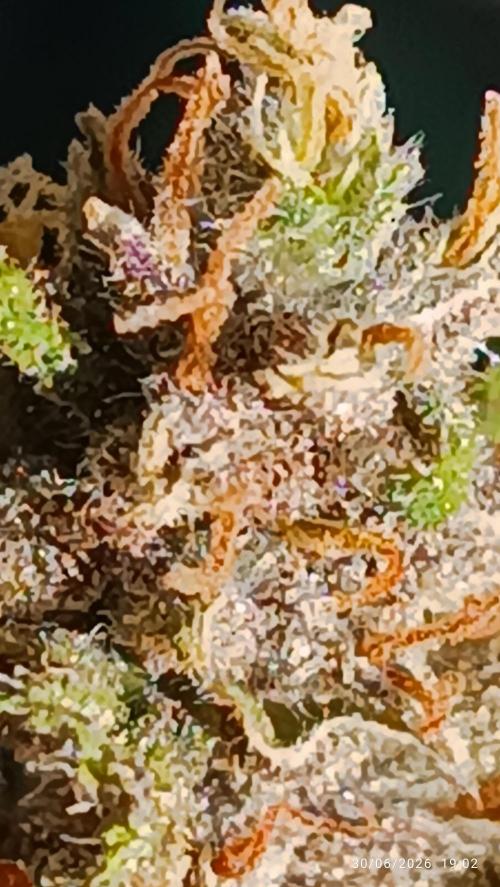 Strawberry 🍓 gorilla 🦍  auto RF 3. Week 10