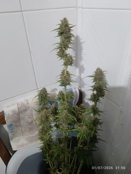 Creamzilla auto. Week 8