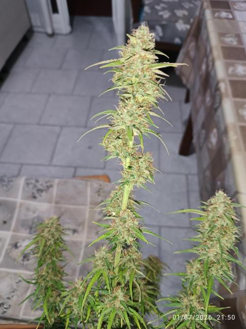 Creamzilla auto. Week 8